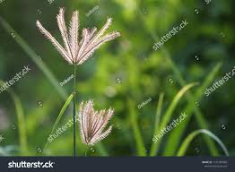 Image result for Chloris virgata