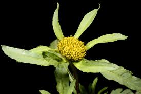 Image result for Bidens grantii