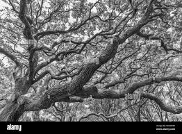 Live Oak (Quercus virginiana ...