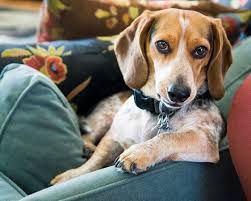 Black And Tan Dachshund Beagle Mix Doxle Beagle Dachshund Mix Dachshund Mix Beagle Dog Weenie Dogs