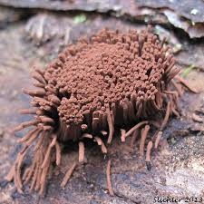 Image result for Stemonitis splendens