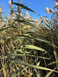 Image result for Phragmites australis