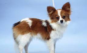 Papillon Burke S Backyard