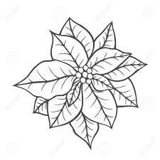 Download printable unique poinsettia coloring page. Poinsettia Isolated Christmas Flower Vintage Artwork Black Stock Photo Picture And Royalty Free Image Image 110590211