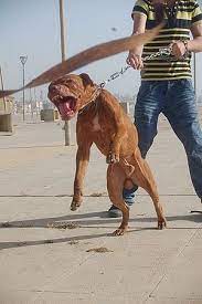 Khuôn mặt người phụ nữ 83 tuổi bị biến dạng nghiêm trọng sau khi bị hai con chó pit bull xổng chuồng cắn rách cả hai tai. Pit Bull Wikipedia Tiáº¿ng Viá»‡t