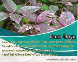 Pin Di Obat Wasir Ampuh