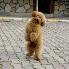 oyuncu maskot kopek poodle kopek yavru kopek