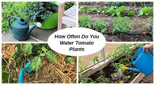 Maybe you would like to learn more about one of these? How Often Do You Water Tomato Plants In Garden Beds Or Pots