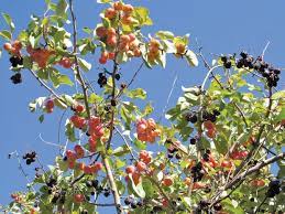 Crabapple trees can be susceptible to diseases including leaf spot, apple scab, cedar apple rust, fireblight, and powdery mildew, which affect the leaf. Managing Crab Apple Diseases Good Fruit Grower
