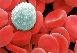 Image result for white blood cells