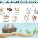 Image result for what to feed abandoned baby birds