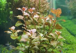 Image result for Ludwigia