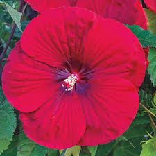 Image result for Hibiscus Red 2015 Vito