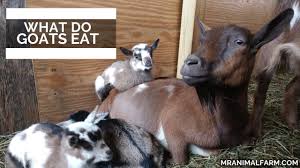 I have read of a few dogs that like zucchini as well as the odd bird. What Do Goats Eat Youtube