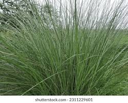 Image result for Saccharum spontaneum