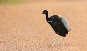 Image result for Cyphia brummittii