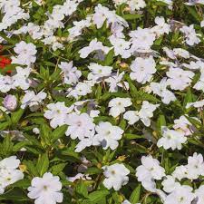 Maybe you would like to learn more about one of these? Fleur D Ombre Liste Ooreka