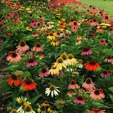 At 2.830 meters above sea level, the farm takes advantage of its high altitude, which provides high levels of luminosity, warm days and cool nights for growing long steams and large headed roses, so. Cheyenne Spirit Coneflower Plant Echinacea Cheyenne Spirit Plant High Country Gardens