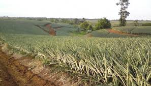 En costa rica, se han presentado casos graves con agroquímicos desde los. Denuncian Ante Centro Del Patrimonio Mundial De La Unesco A Pinera En Osa
