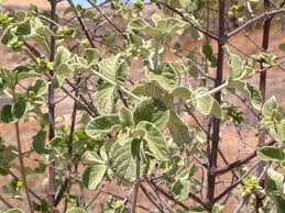 Image result for Vangueria vestita