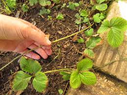 How to transplant strawberry runners. Easy Tips To Safely Transplant Strawberries Dengarden