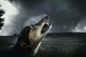 Veelvoorkomende oorzaken en belangrijke tips voor eigenaren. Stress Herkennen Bij Een Hond Gedragsadvies En Begeleiding Voor Honden Midden Nederland