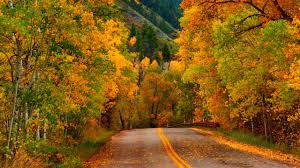 Nature Autumn Forest Park Road Wallpapers 2560x1440 2116265 Find the best wallpaper 2560x1440 on wallpapertag. nature autumn forest park road