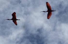 We did not find results for: Suriname Conservation Foundation Paramaribo Suriname Non Governmental Organization Ngo Environmental Conservation Organization Facebook