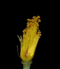 Image result for Sparrmannia ricinocarpa