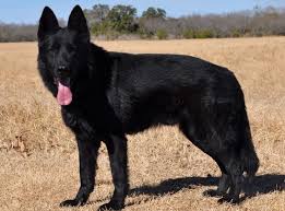 What's great about most of. All Black German Shepherd Names Off 63 Www Usushimd Com
