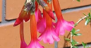 Image result for Cantua