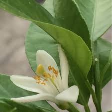 Loose soil is common during shipment as we are committed to using as little plastic as possible. Citrus Aurantifolia Red Lime Citrus Tree Red Lime In Gardentags Plant Encyclopedia