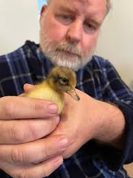 Welsh Harlequin chickens for sale