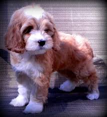 Cockapoo Colors And Sizes