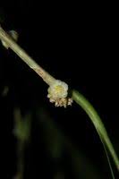 Image result for Casearia runssorica