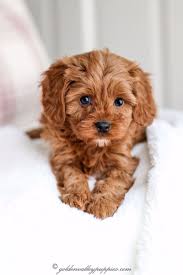 Find cavapoo puppies for sale with pictures from reputable cavapoo breeders. Cockapoo Puppies Near Iowa Review At Puppies Www Addlab Aalto Fi