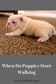 While there isn't an exact age you can start walking your lovable pal, your veterinarian will probably suggest waiting until he gets all of his core puppy but when he's 50 pounds, pulling you around on a walk can injure you or cause him to escape. When Do Puppies Start Walking Best Pet Care Hub