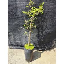 Image result for Commiphora pteleifolia