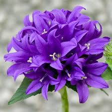 Superba Clustered Bellflower Campanula Glomerata Superba Quart Pot In 2020 Amazing Flowers Flower Landscape Purple Flowers