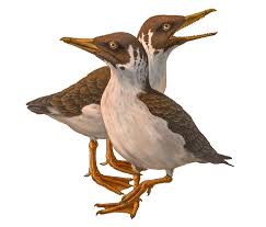 Image result for Pteris kivuensis