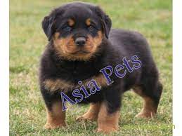 Rottweiler pet shop near me dog price. Rottweiler Puppy For Sale In Nashik Best Price