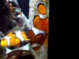 Clownfish Fish Guides For Clown Fish Species Anemonefishes