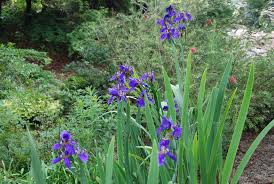 Image result for Neobolusia