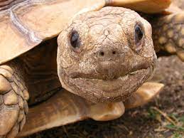 Just Get A Sulcata Tortoise Here S How To Care For It American Tortoise Rescue
