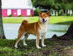 My daughter and i soon picked out our new puppy, violet. Shiba Inu Dog Breed Profile Petfinder