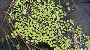 Image result for Salviniaceae