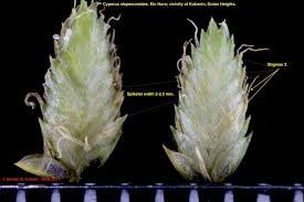 Image result for Cyperus alopecuroides
