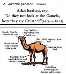 What does the quran say about hadith? Pearls Of Wisdom Posts Facebook
