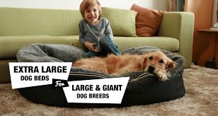 Llbean.com has been visited by 100k+ users in the past month 6 Extra Large Dog Beds For Xl Xxl Dog Breeds Reviewed