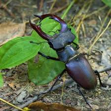 People vary in their tolerance for pests that periodically invade our homes and cause us some level of the need for monthly, quarterly or yearly pest control services is a matter of your personal preference and your perception of what is (and is not) a problem. Pests Pest Control Arizona Department Of Agriculture